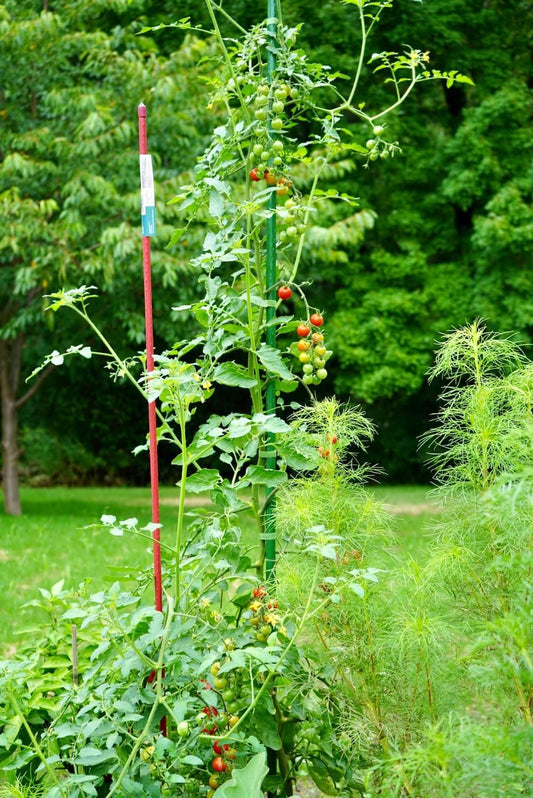 V034 Tomato Sweet 100 - View 12 from www redcrocus com