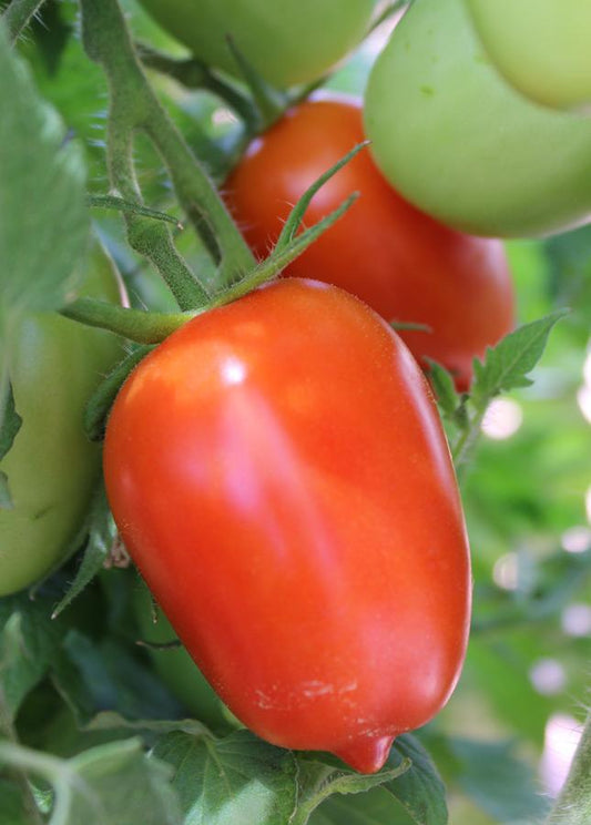 V046 Tomato San Marzano (heirloom) - View 10 from www redcrocus com