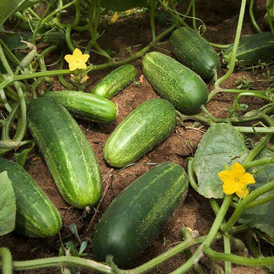 V047 Cucumber Gateway - View 1 from www redcrocus com