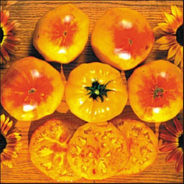 V049 Tomato Gold Medal (heirloom) - View 15 from www redcrocus com