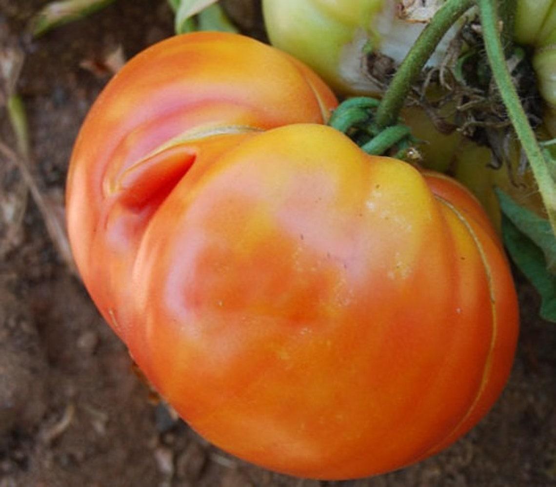 V049 Tomato Gold Medal (heirloom) - View 16 from www redcrocus com
