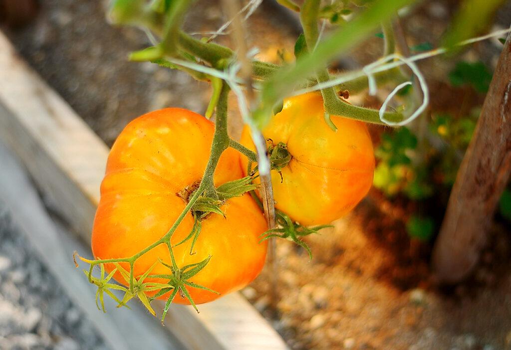 V049 Tomato Gold Medal (heirloom) - View 18 from www redcrocus com