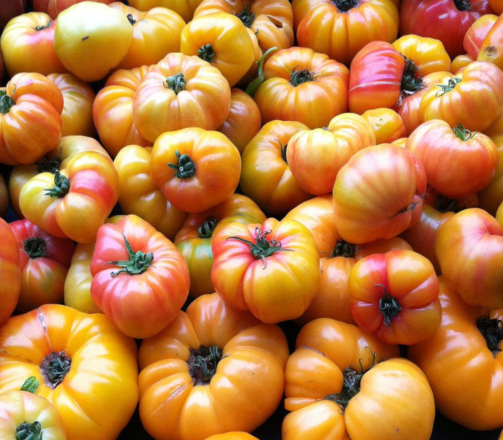V049 Tomato Gold Medal (heirloom) - View 2 from www redcrocus com