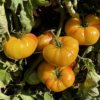 V049 Tomato Gold Medal (heirloom) - View 3 from www redcrocus com