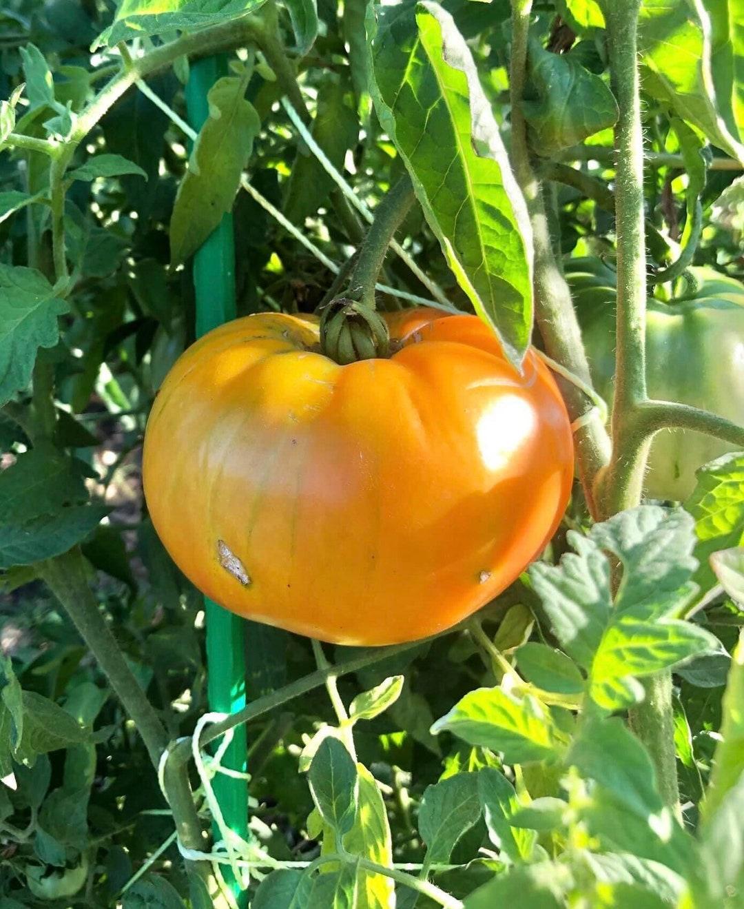V049 Tomato Gold Medal (heirloom) - View 9 from www redcrocus com
