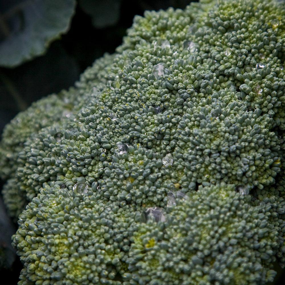 V056 Broccoli Lieutenant - View 11 from www redcrocus com
