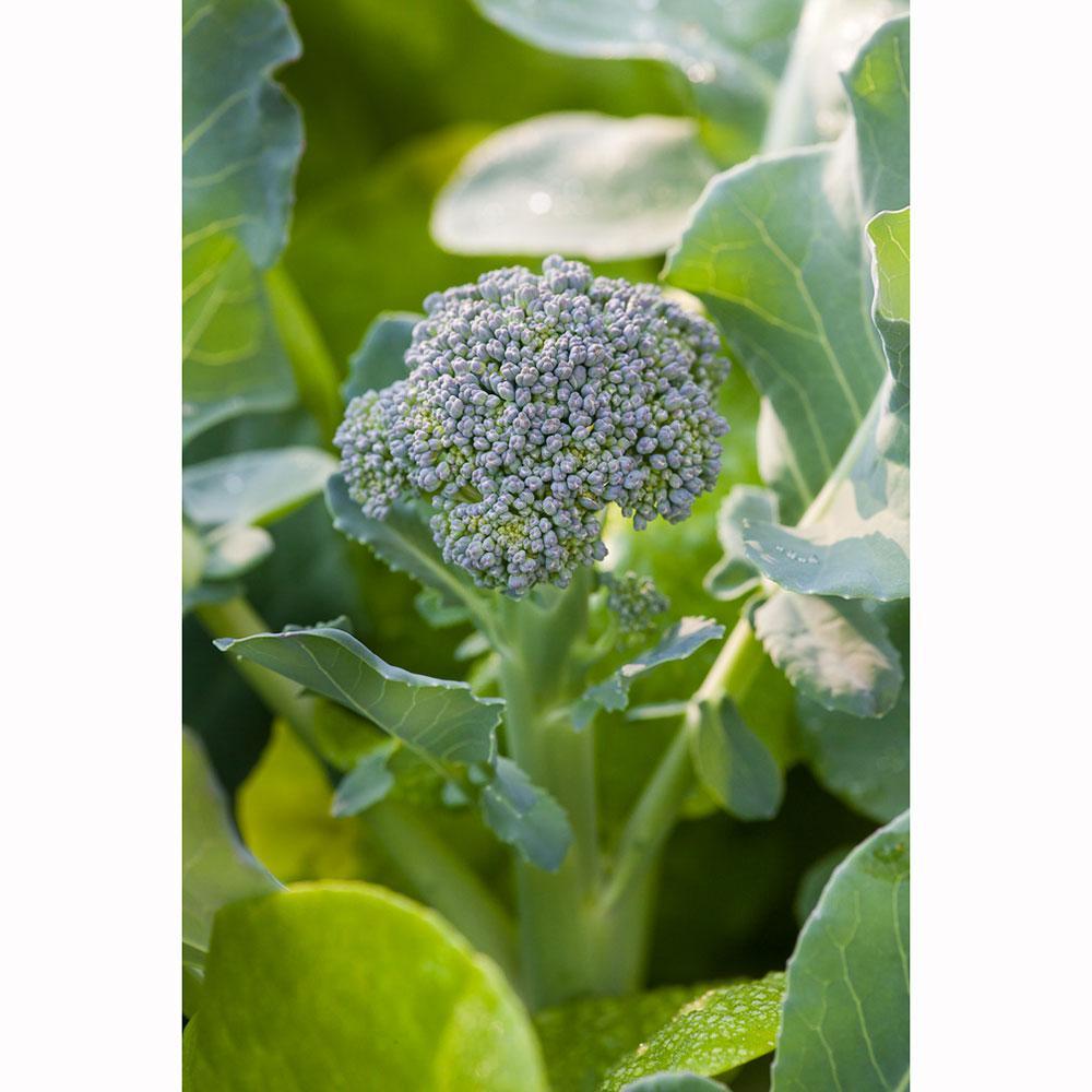 V056 Broccoli Lieutenant - View 13 from www redcrocus com