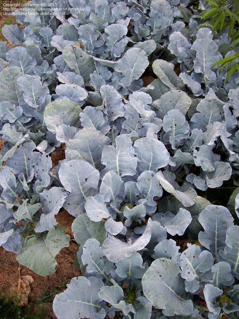 V056 Broccoli Lieutenant - View 14 from www redcrocus com