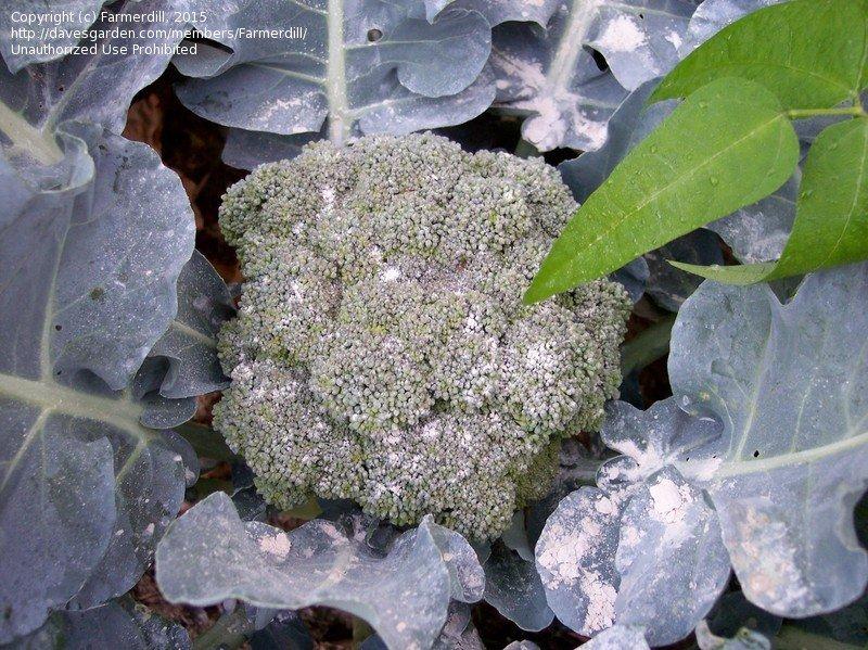 V056 Broccoli Lieutenant - View 15 from www redcrocus com