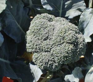V056 Broccoli Lieutenant - View 16 from www redcrocus com