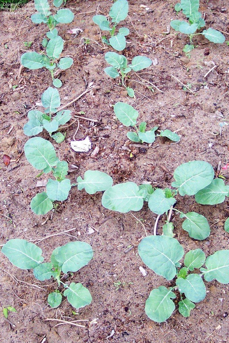 V056 Broccoli Lieutenant - View 17 from www redcrocus com