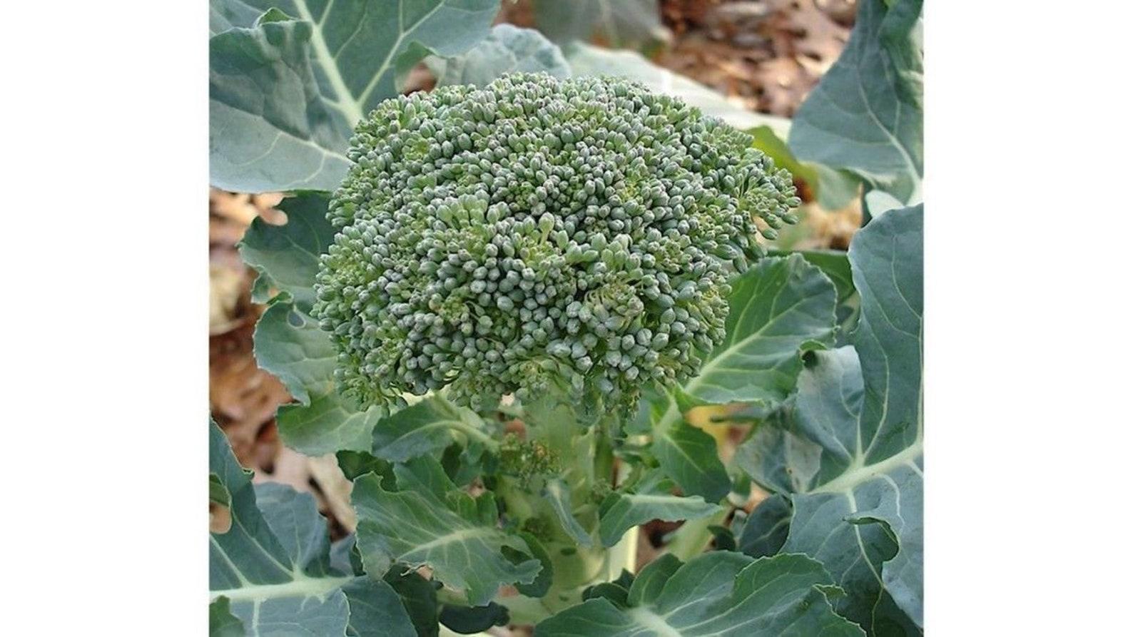 V056 Broccoli Lieutenant - View 18 from www redcrocus com