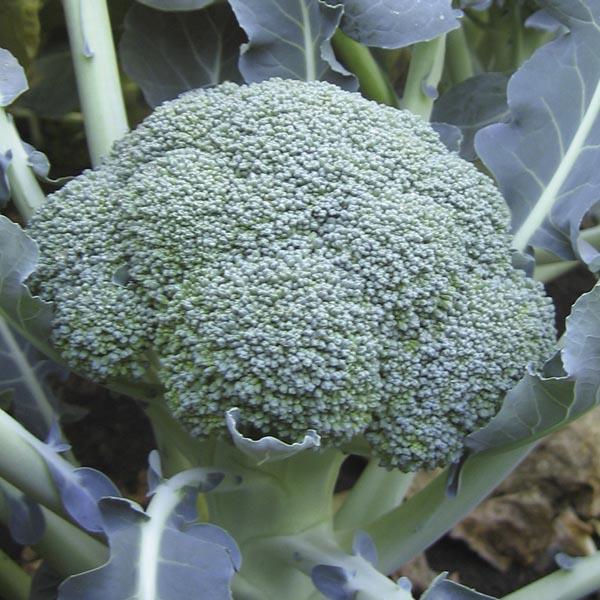 V056 Broccoli Lieutenant - View 1 from www redcrocus com