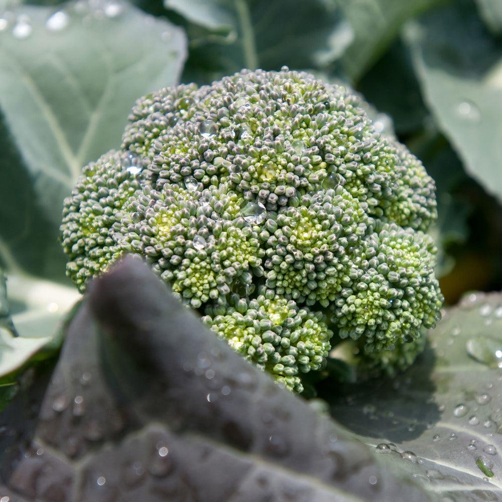 V056 Broccoli Lieutenant - View 2 from www redcrocus com