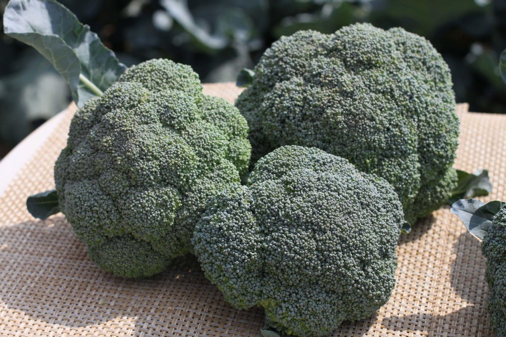 V056 Broccoli Lieutenant - View 3 from www redcrocus com