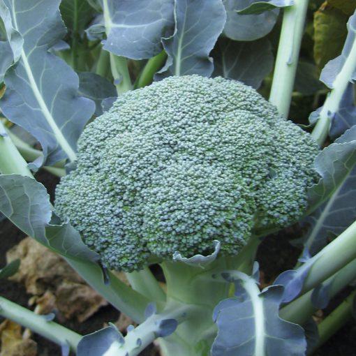 V056 Broccoli Lieutenant - View 4 from www redcrocus com