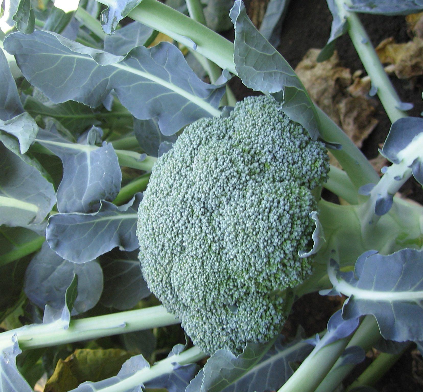 V056 Broccoli Lieutenant - View 5 from www redcrocus com