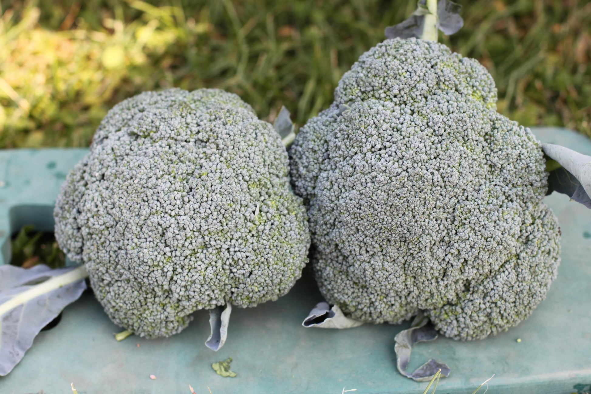 V056 Broccoli Lieutenant - View 6 from www redcrocus com