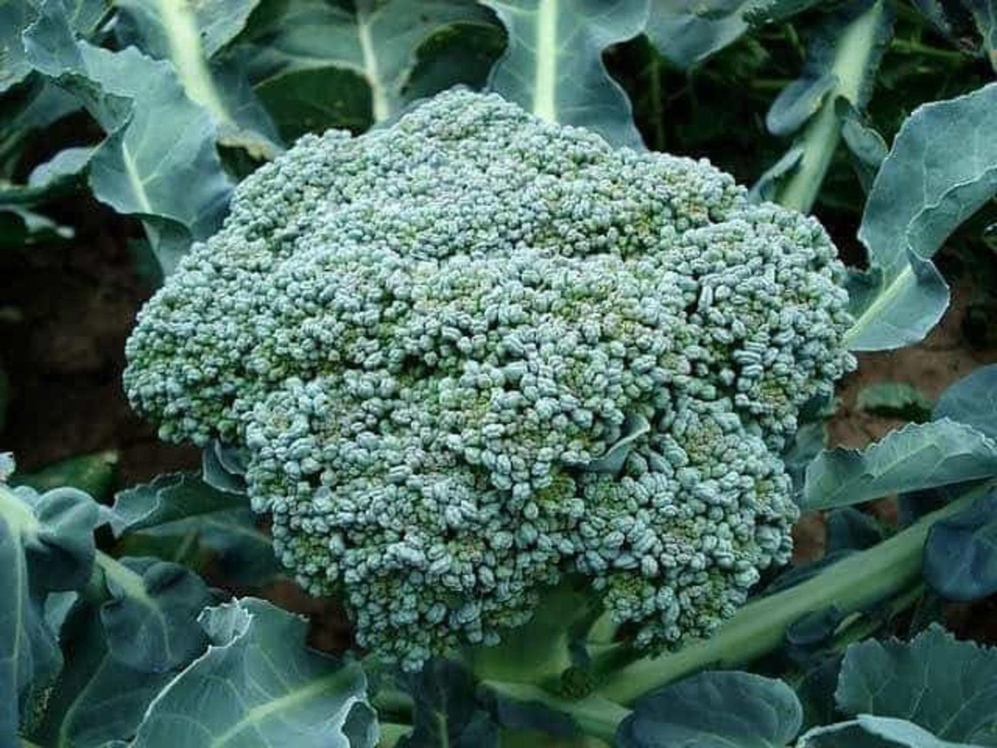 V056 Broccoli Lieutenant - View 7 from www redcrocus com