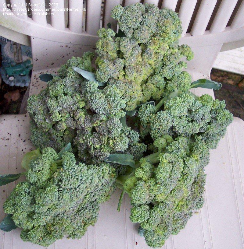 V056 Broccoli Lieutenant - View 9 from www redcrocus com