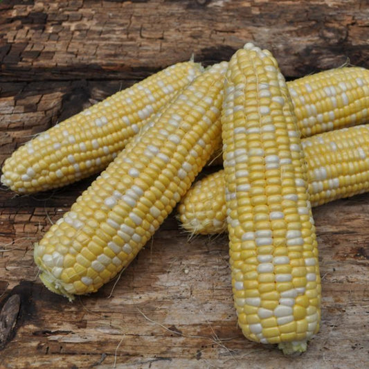 V057 Corn American Dream - View 11 from www redcrocus com
