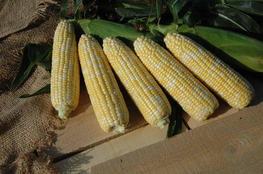 V057 Corn American Dream - View 1 from www redcrocus com