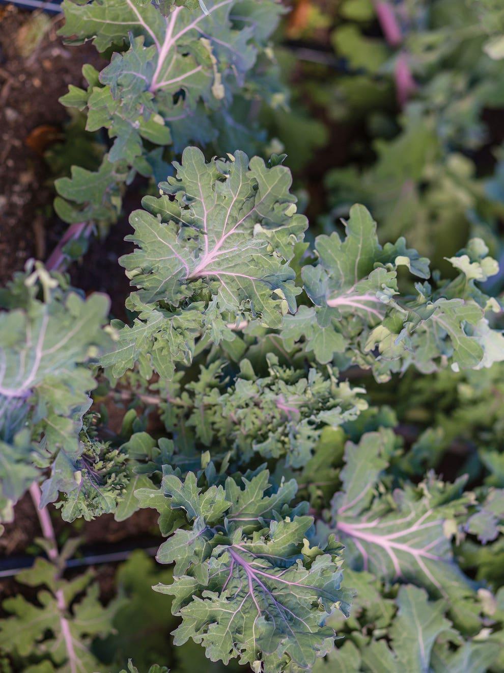 V064 Kale Kale Storm - View 11 from www redcrocus com