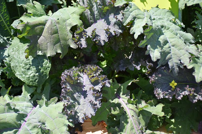 V064 Kale Kale Storm - View 13 from www redcrocus com