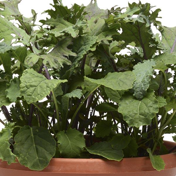 V064 Kale Kale Storm - View 14 from www redcrocus com