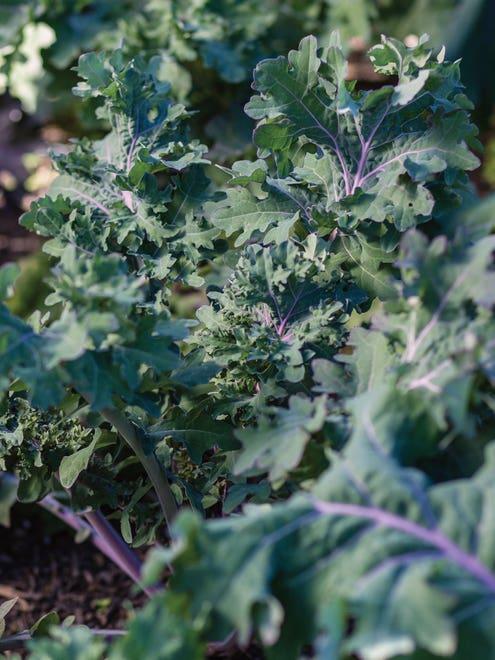 V064 Kale Kale Storm - View 15 from www redcrocus com