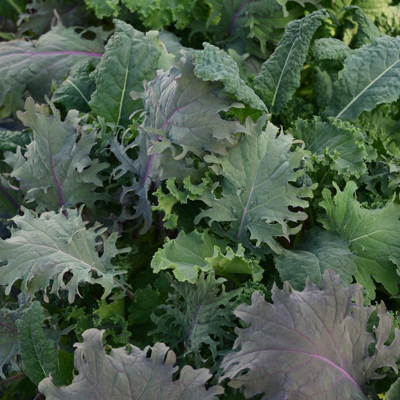 V064 Kale Kale Storm - View 1 from www redcrocus com
