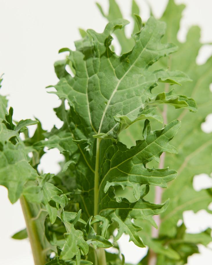 V064 Kale Kale Storm - View 3 from www redcrocus com