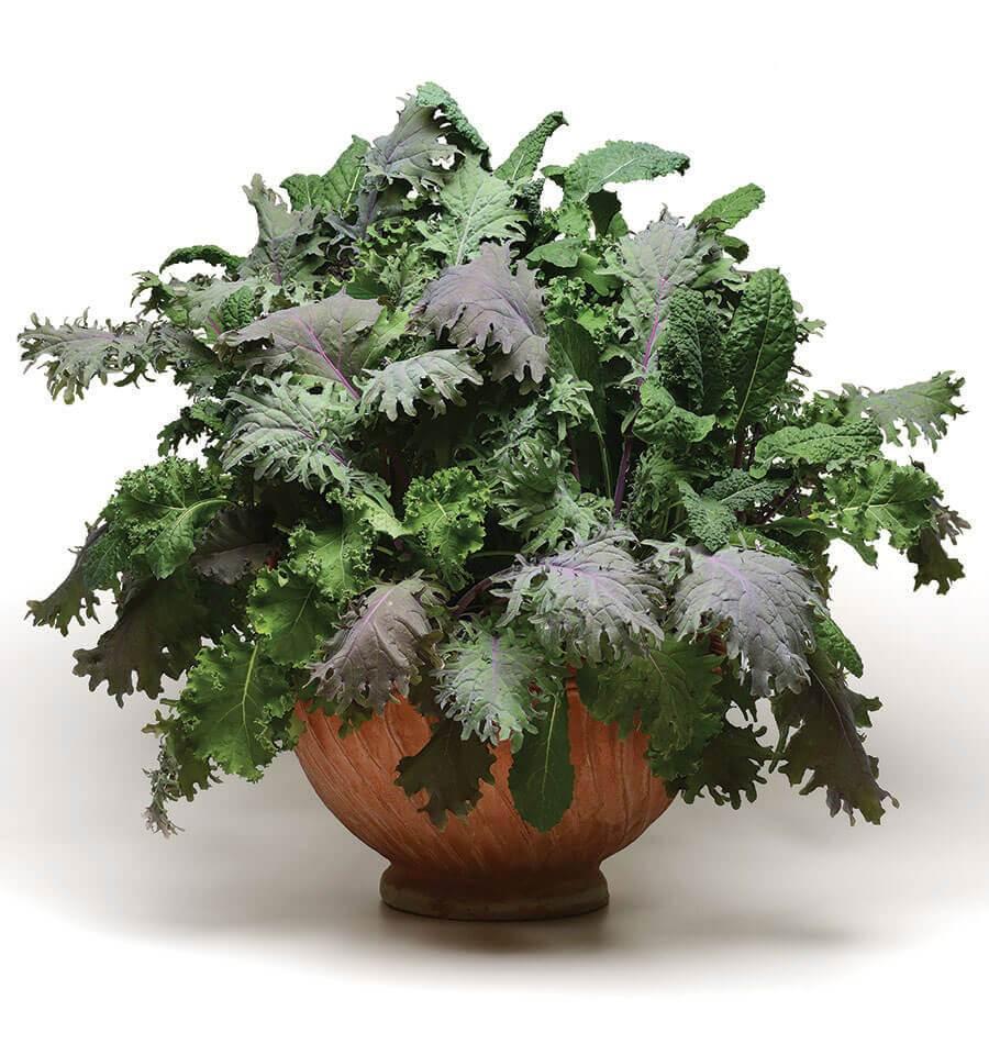 V064 Kale Kale Storm - View 4 from www redcrocus com