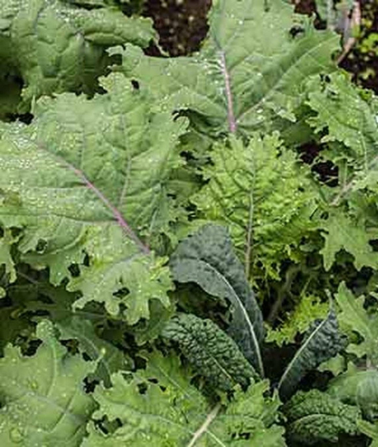 V064 Kale Kale Storm - View 7 from www redcrocus com