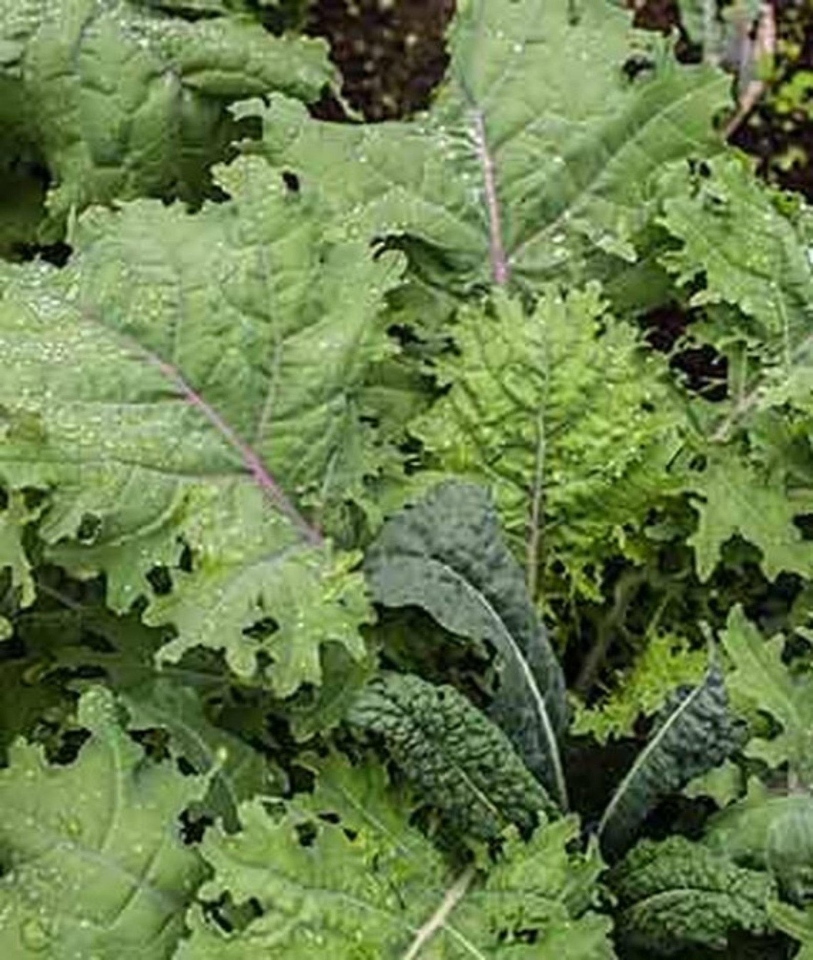 V064 Kale Kale Storm - View 7 from www redcrocus com