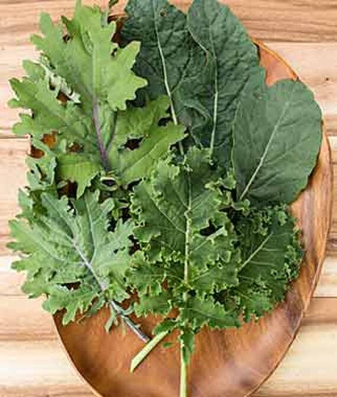 V064 Kale Kale Storm - View 8 from www redcrocus com