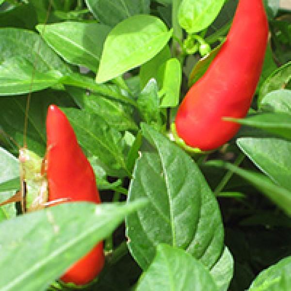 V072 Pepper Super Chili - View 10 from www redcrocus com