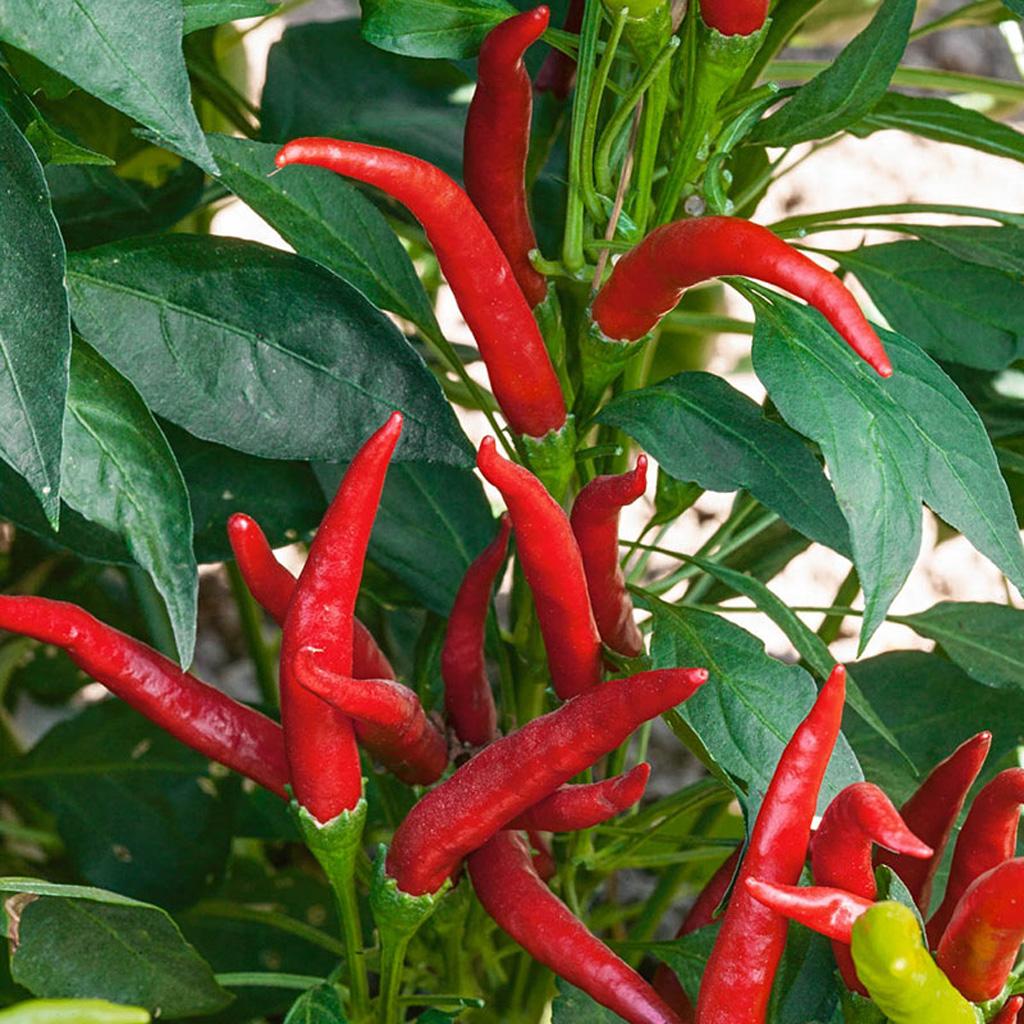 V072 Pepper Super Chili - View 12 from www redcrocus com