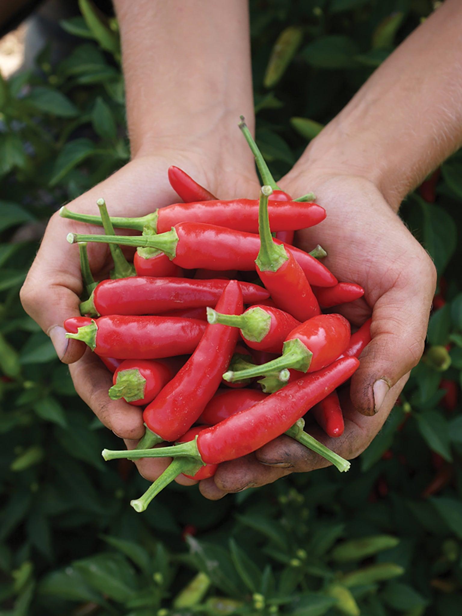 V072 Pepper Super Chili - View 14 from www redcrocus com