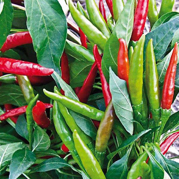 V072 Pepper Super Chili - View 16 from www redcrocus com