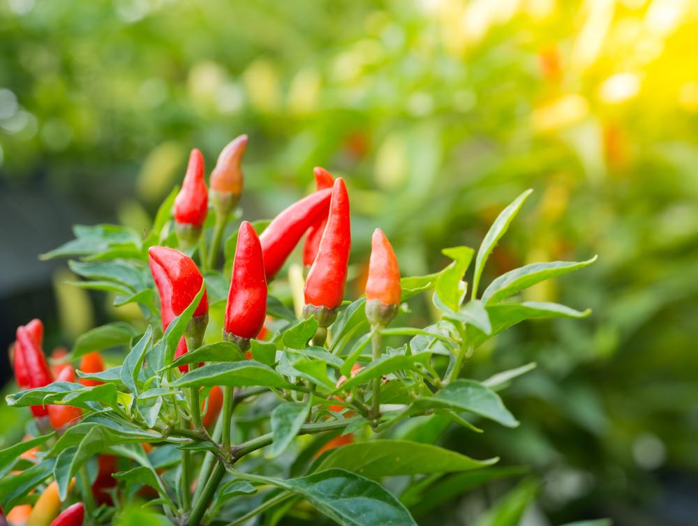 V072 Pepper Super Chili - View 17 from www redcrocus com