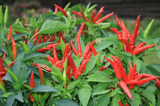 V072 Pepper Super Chili - View 1 from www redcrocus com