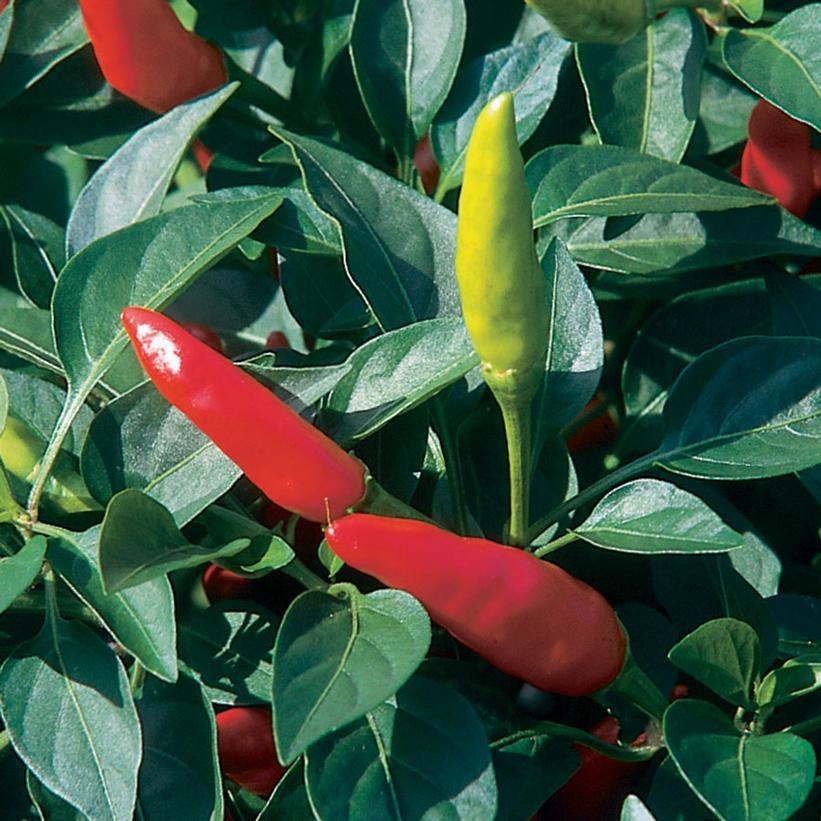 V072 Pepper Super Chili - View 5 from www redcrocus com
