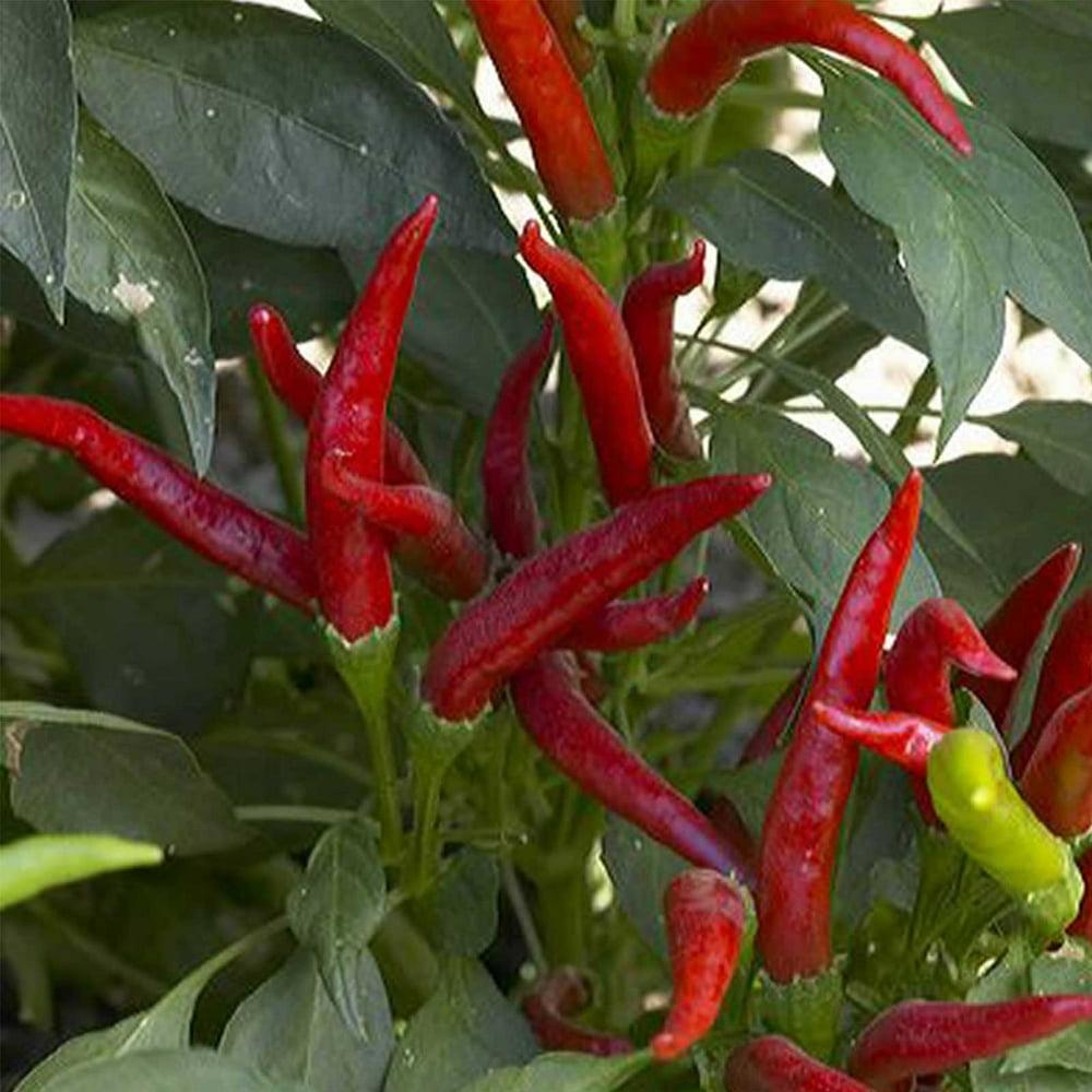 V072 Pepper Super Chili - View 7 from www redcrocus com