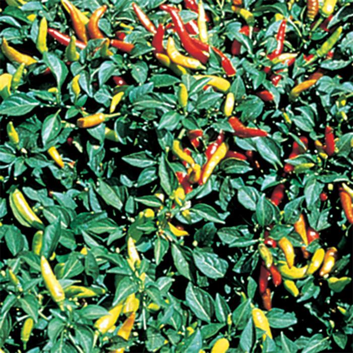 V072 Pepper Super Chili - View 8 from www redcrocus com