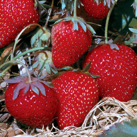 V073 Strawberries All Star - View 1 from www redcrocus com