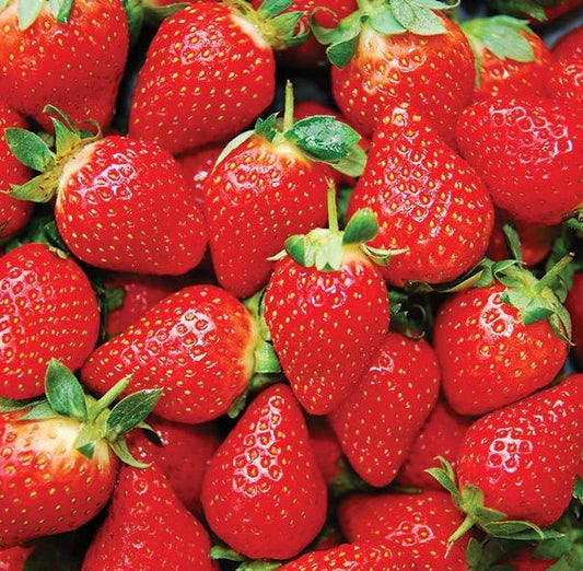 V074 Strawberries Eversweet - View 1 from www redcrocus com