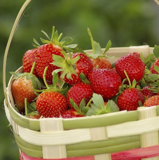 V075 Strawberries Fort Laramie - View 10 from www redcrocus com