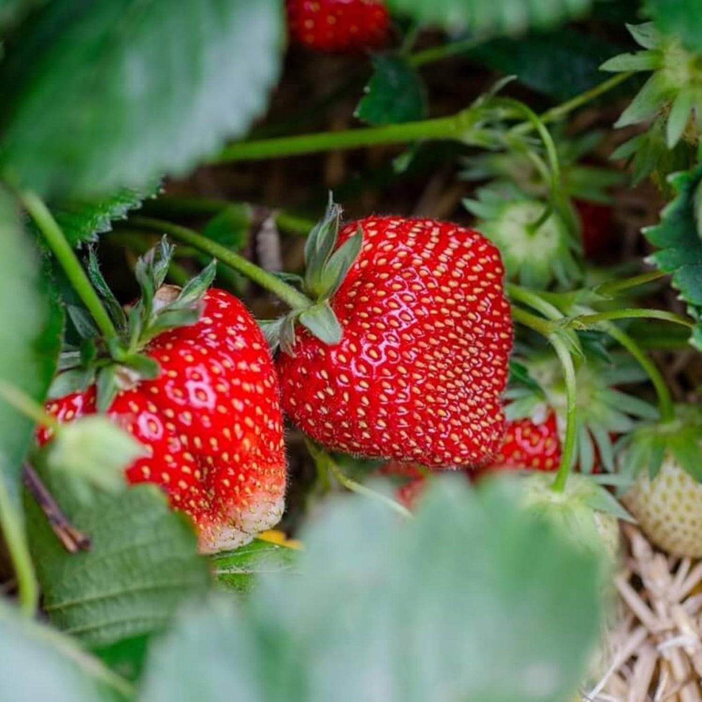 V076 Strawberries Ozark Beauty - View 10 from www redcrocus com