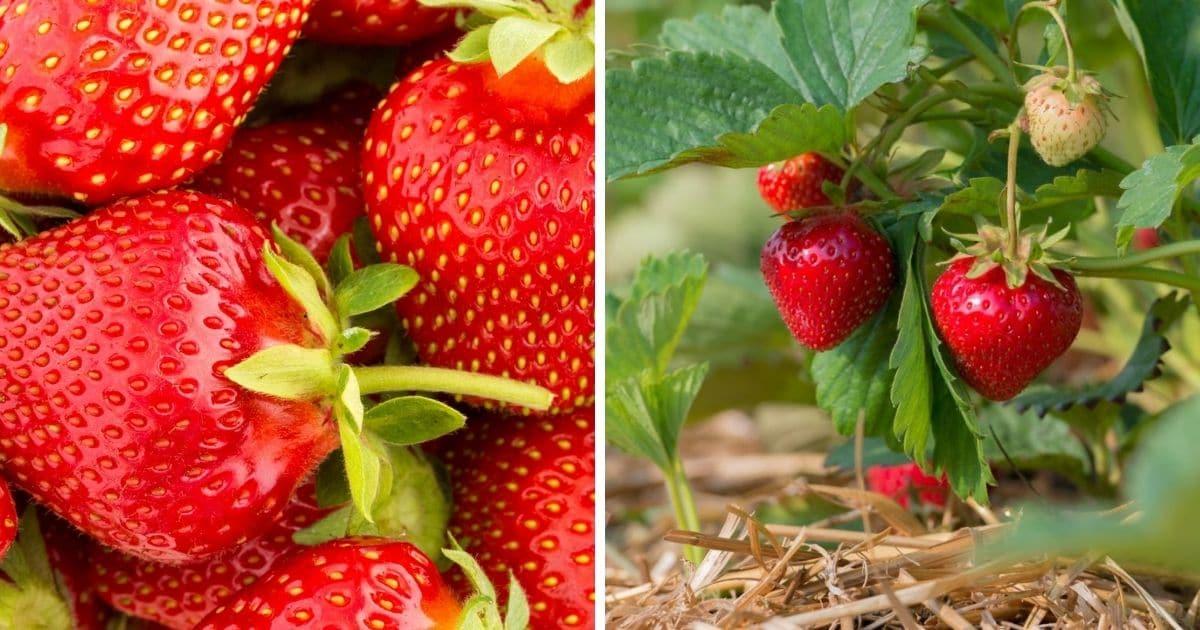 V076 Strawberries Ozark Beauty - View 11 from www redcrocus com